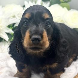 Flyer - Black and tan male Dachshund puppy in Exeter, California from Sawtooth Miniature Dachshunds