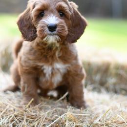 Australian Labradoodle Puppies from Snooze and Sniff Labradoodles