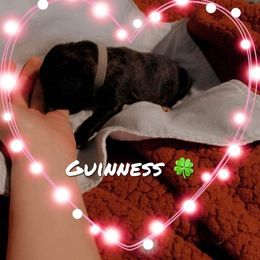Boy 4 - Mastiff puppy in Walton, Nebraska from J & J Legacy Mastiffs