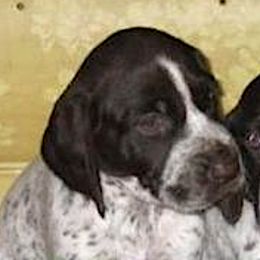 German Shorthaired Pointers and Pointers from Paladen Pointers & German Shorthaired Pointers