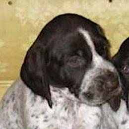 German Shorthaired Pointers and Pointers from Paladen Pointers & German Shorthaired Pointers