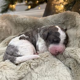 Prince Nutcracker - male Golden Mountain Doodle puppy in Victoria, Texas from Deidre's Doodles