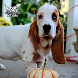 Halibut - Black white and brown female Basset Hound puppy in Pollock, Missouri from Northstar