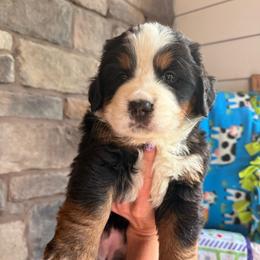 Jessie - Tri-color female Bernese Mountain Dog puppy in Fort Meade, Florida from Baldwin Dood Ranch