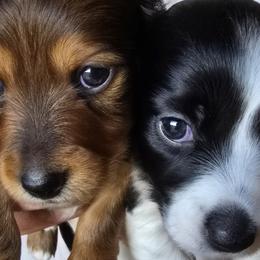 Dachshunds from Ziva's Friends