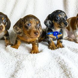 Dachshunds from Rockin Mountain Hounds