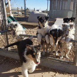 Collie Puppies from Maclen Collies