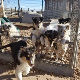 Collie Puppies from Maclen Collies