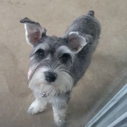 Poppy - Miniature Schnauzer
