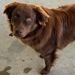 Onyx - Australian Shepherd
