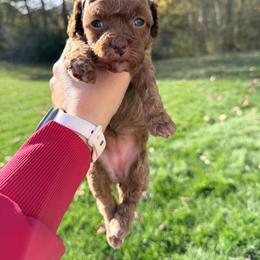 Olive - Cream female Cockapoo puppy in Clarks Summit, Pennsylvania from M&M Cockapoos