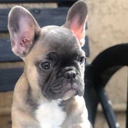 French Bulldogs from Bulldogsarewildkennel