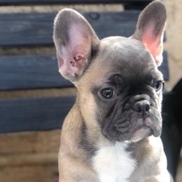 French Bulldogs from Bulldogsarewildkennel