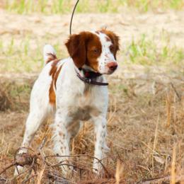 Dottie - Brittany