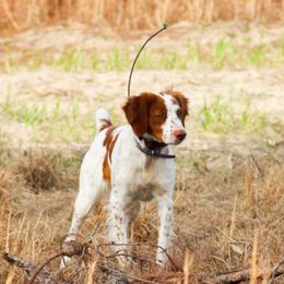 Dottie - Brittany
