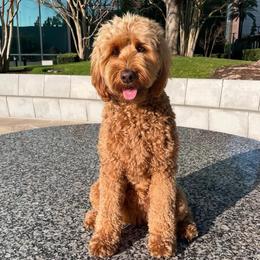 Mia - Goldendoodle