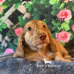 River - Cream male Dachshund puppy in Rainier, Oregon from Doxies in Wonderland