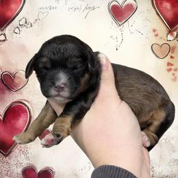 Girl 1 - Sable female Cavapoo puppy in Coshocton, Ohio from Forever Family Puppies