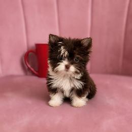 Peanut - Chocolate, tan and white male Yorkshire Terrier puppy in Surprise, Arizona from Enchanted Yorkies