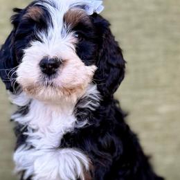 Nancy- White collar girl - Tri-color female Bernedoodle puppy in Colorado Springs, Colorado from Mercy Mountain Bernedoodles