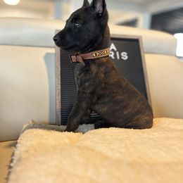 Dutch Shepherd Puppies from TecK9s