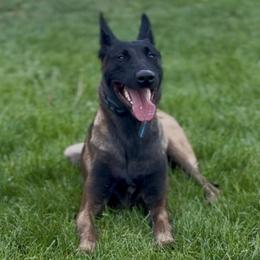 Echo Psalm - Belgian Malinois