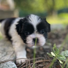 Shih Tzu Puppies from Dempsey’s Darlings