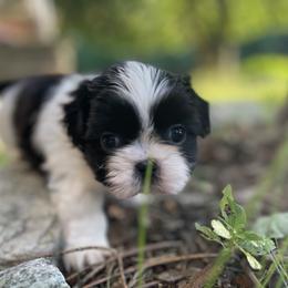 Shih Tzu Puppies from Dempsey’s Darlings