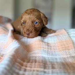 Pumpkin - Red  female Goldendoodle puppy in Queen Creek, Arizona from Sunny Doodles