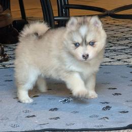 Ronnie- Male - Blue Eyes - Wolf sable male Pomsky puppy in Hurleyville, New York from My Crazy Pomskys