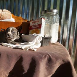 Cane Corso Puppies from Smokehouse Cane Corso