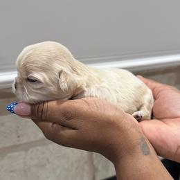 Shih Tzu Puppies from Pretty Paws & Pearls Shih Tzu's