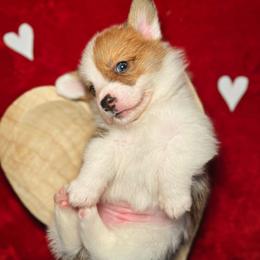 Highland-Mismark - White and red female Pembroke Welsh Corgi puppy in Benton, Arkansas from High Cotton Corgis