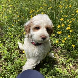 Australian Labradoodle Puppies from Wild Daisy Labradoodles