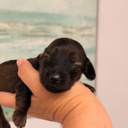 Taz - shaded long hair - Sable male Dachshund puppy in Lakeland, Florida from Elite Doxies Florida