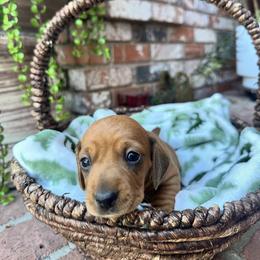 Dachshund Puppies from The dachshunds
