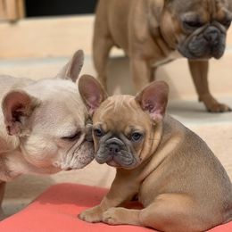 French Bulldog Puppies from Frenchiebred