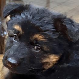 German Shepherd Puppies from Circle Oaks Shepherds