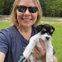 Miniature Schnauzer Puppies from Dees Schnauzers