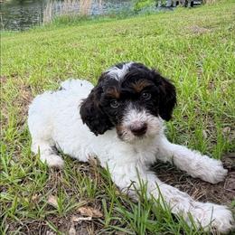 Willie - Parti male Goldendoodle puppy in Pittsburg, Texas from Grace Springs Goldendoodles