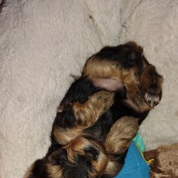 Yorkshire Terriers from Michelle's Yorkies