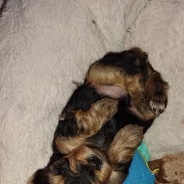 Yorkshire Terriers from Michelle's Yorkies