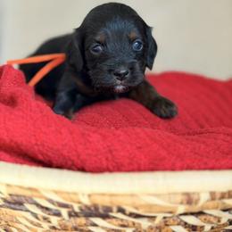 Saint - Sable and white male Cockapoo puppy in Alexandria, Alabama from Bright and Beautiful Cockapoos and Doodles