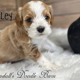 Bailey - Red and white female Cockapoo puppy in Payson, Utah from Crandall’s Doodle Barn