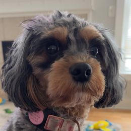 Piper - Cavapoo