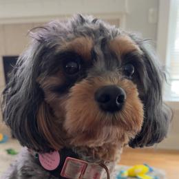 Piper - Cavapoo