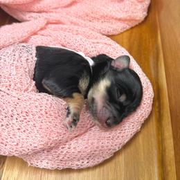 Juno - Salt and pepper female Miniature Schnauzer puppy in Huntington, Utah from Schnauzers on Robinson Lane
