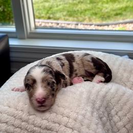 Daisy - Red merle female Aussiedoodle puppy in Decatur, Illinois from Signature Doodles