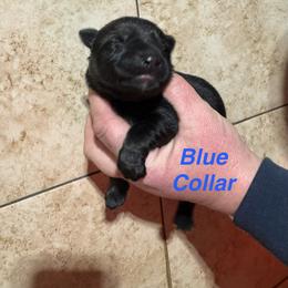 Blue Collar - Black male German Shepherd puppy in Willington, Connecticut from Wertvoll German Shepherds
