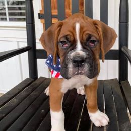Boston Terriers and Boxers from Belue’s Boxers and Bostons